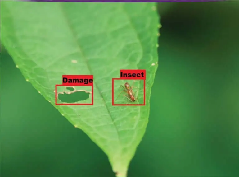 Employees labeling Crop Health